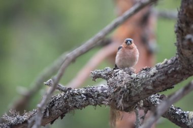 Bird on a tree branch in the forests of eastern Finland in summer