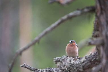 Bird on a tree branch in the forests of eastern Finland in summer
