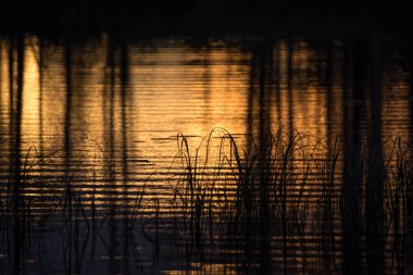 A small lake with reeds in the late evening light in the forests of eastern Finland in summer