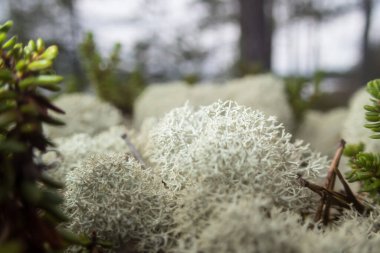 Açık gri liken yaz mevsiminde Finlandiya ormanlarında yere yakın çekim yapar.