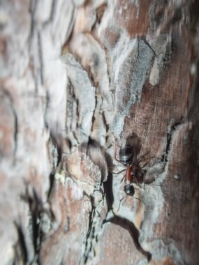 Yazın Finlandiya ormanlarında çam ağacının parkındaki karıncaların yakın çekimi.