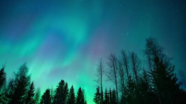 Finlandiya 'nın Pirkanmaa kentindeki ormanların üzerindeki Aurora Borealis zamanı