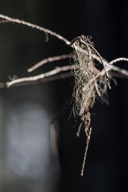 Lichen baharın başlarında Fin doğasında ağaç dallarında yetişir.