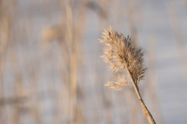 İlkbaharın başlarında Fin doğasında kabarık bitki