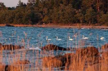 Finlandiya, Pori 'de bir sonbahar akşamının kırmızı ışığında kayalık bir sahilin önünde yüzen beyaz kuğular.