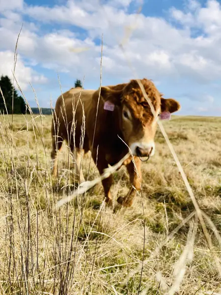 Tatlı kırmızı ve beyaz inek.