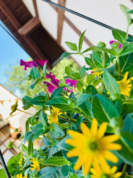 Bahçedeki güzel çiçekler