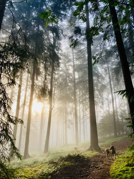 Sabah güzel bir orman