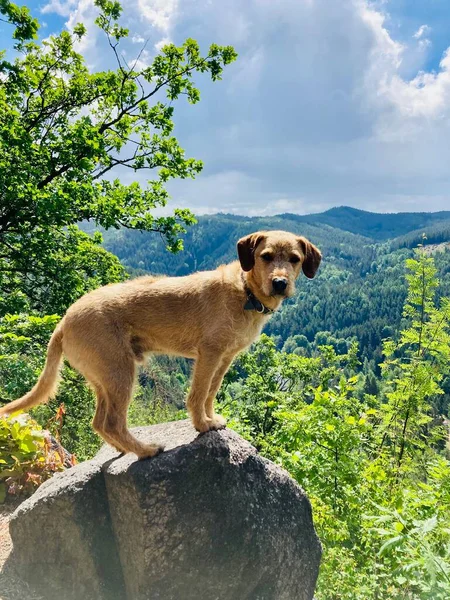 Ένα Σκυλί Στην Κορυφή Ενός Βουνού — Φωτογραφία Αρχείου