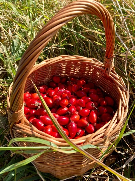 Çimlerin üzerinde kırmızı kirazlar. yüksek kaliteli fotoğraf