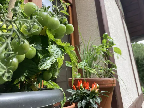 güzel manzara günlük hayat