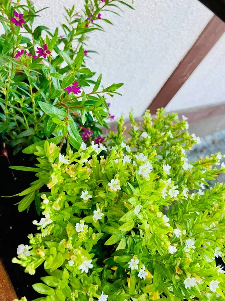 güzel manzara günlük hayat