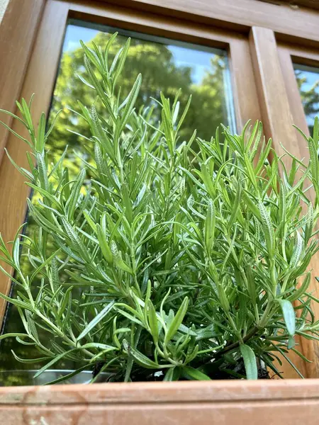 güzel manzara günlük hayat