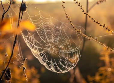 Sonbahar ormanında örümcek ağı.