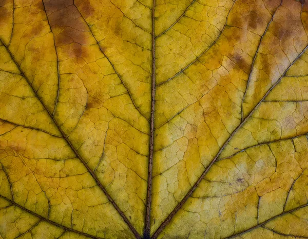 Sarı sonbahar akçaağaç yaprağı dokusu