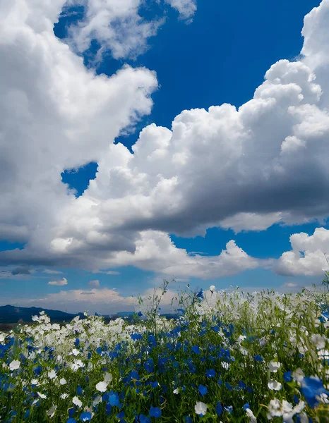 beautiful sky with cloud and the flower garden. nature background.