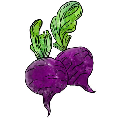 Sebze suluboya yaz mor pancarları