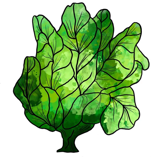 Green Cabbage Vegetable Watercolor Hand Drawn Illustration Isolated White Background — Stock Photo, Image