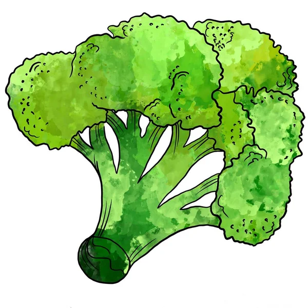 Broccoli Desenat Manual Izolat Fundal Alb Ilustrație Vectorială — Fotografie, imagine de stoc