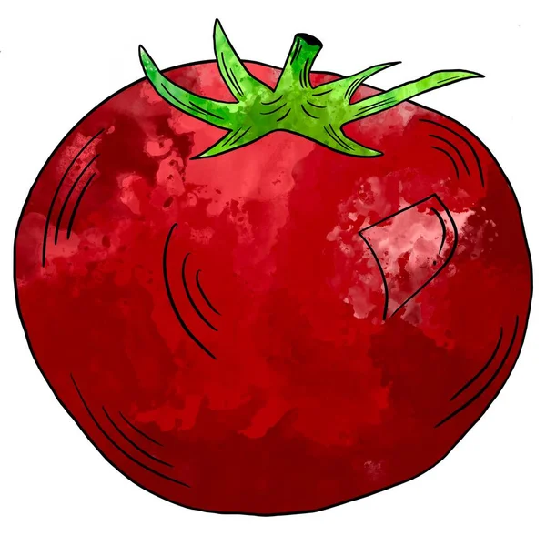 Légumes Aquarelle Tomate Rouge — Photo
