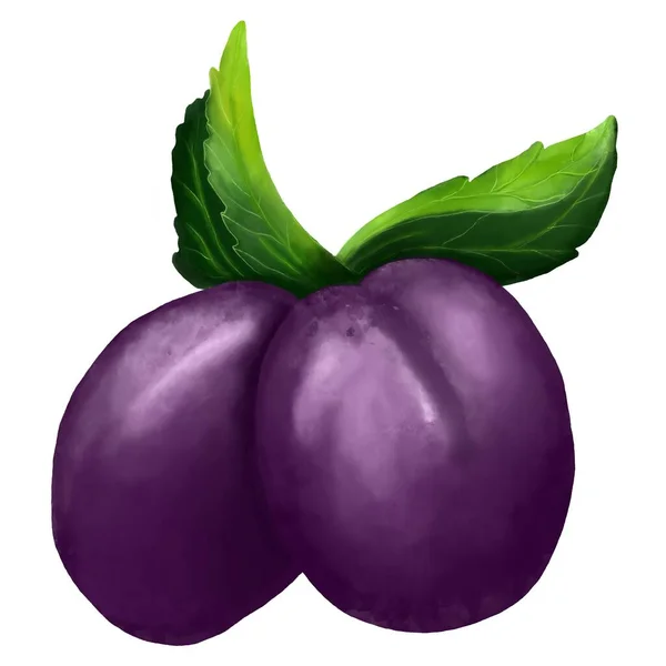 水果水彩画紫色李子 — 图库照片