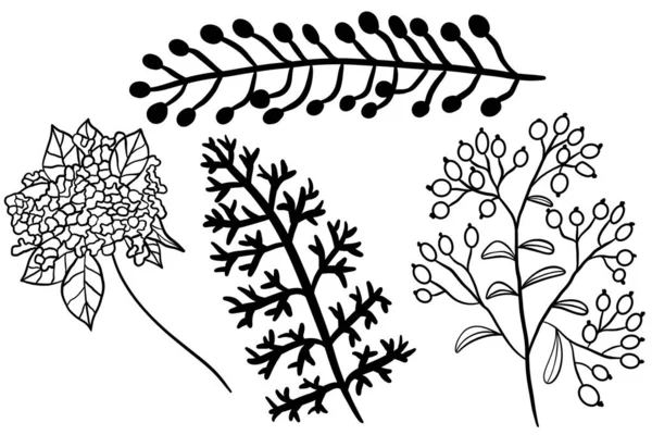 Vektor Set Aus Floralen Zweigen Zweigen Und Blättern Mit Beeren — Stockvektor