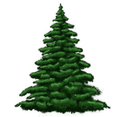 Noel ağacı. Evergreen bitki ağacı. Ormanda yeşil ladin. Beyaz arka planda Yeni Yıl dekorasyonları için ladin.