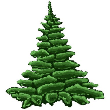 Noel ağacı. Evergreen bitki ağacı. Ormanda yeşil ladin. Beyaz arka planda Yeni Yıl dekorasyonları için ladin.