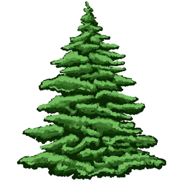 クリスマスツリー エバーグリーン植物の木 森の中の緑色のスプルー 白い背景の新年の装飾のためのスプルース — ストック写真