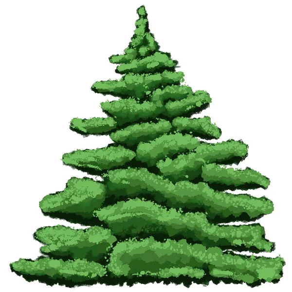 Julgran Evergreen Växt Träd Grön Gran Skogen Gran För Dekorationer — Stockfoto