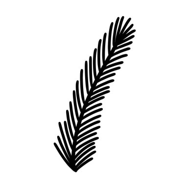 Kış köknar botanik dalı