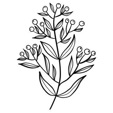 Kış çiçekli botanik dalı