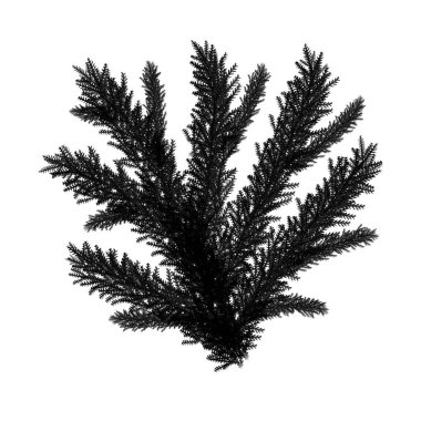 Kış köknar botanik dalı