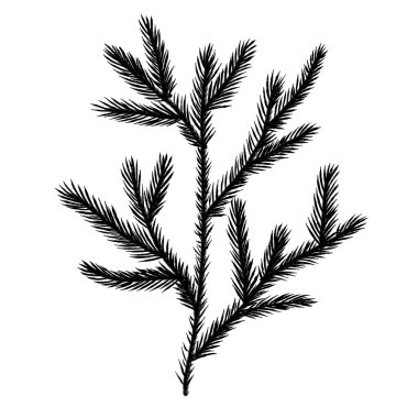 Kış köknar botanik dalı