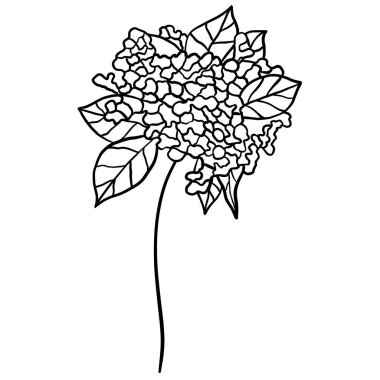 Kış çiçekli botanik dalı