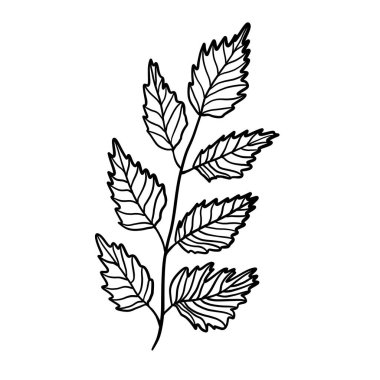 Vahşi çiçek botanik bitki vektör çizimi