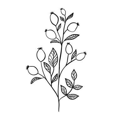 Vahşi çiçek botanik bitki vektör çizimi