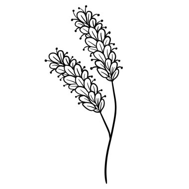 Vahşi çiçek botanik bitki vektör çizimi