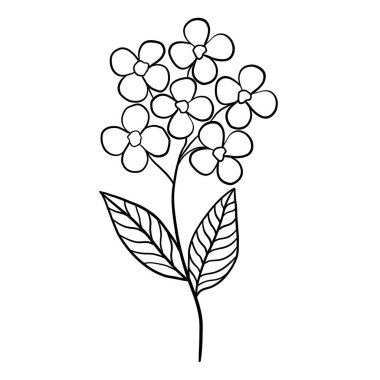 Vahşi çiçek botanik bitki vektör çizimi