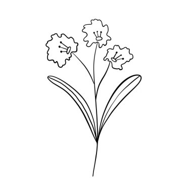 Vahşi çiçek botanik bitki vektör çizimi