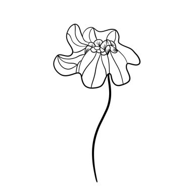 Vahşi çiçek botanik bitki vektör çizimi