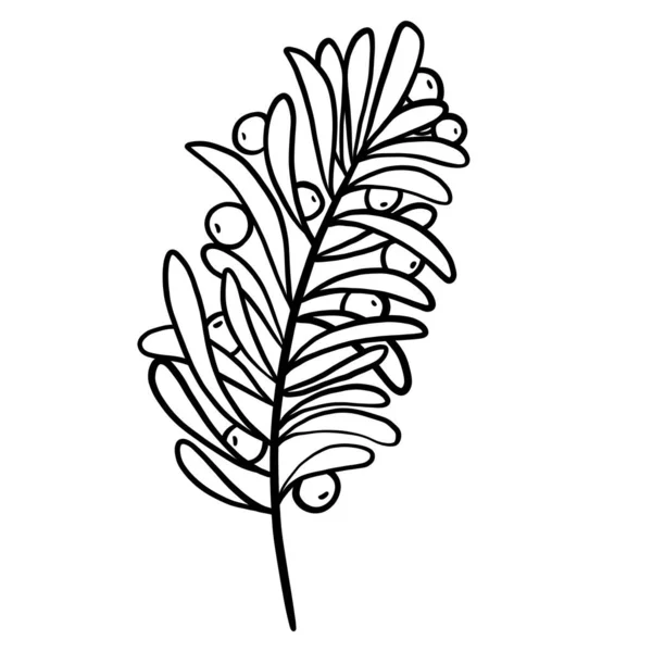 Зимняя Ботаническая Веточка — стоковый вектор