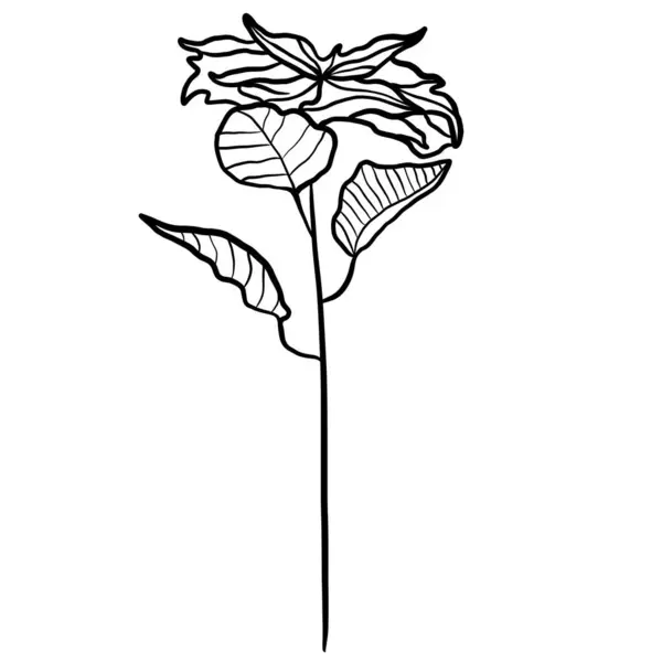 Зимова Квіткова Гілка — стоковий вектор