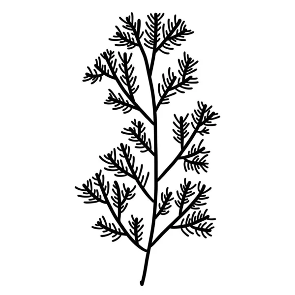 Vintergran Botanisk Kvist — Stock vektor