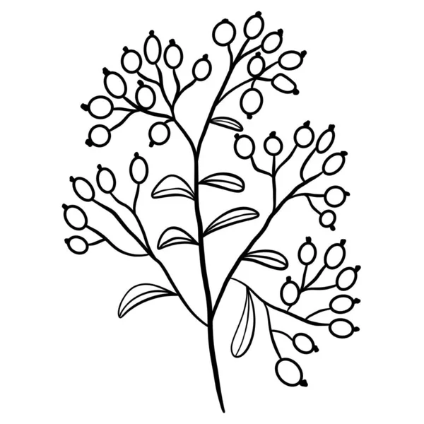Gałązka Botaniczna Kwiaty Zimowe — Wektor stockowy