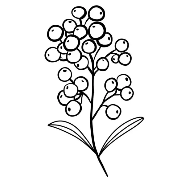 Vinter Blommig Botanisk Kvist — Stock vektor