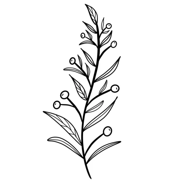 Ramita Botánica Floral Invierno — Archivo Imágenes Vectoriales