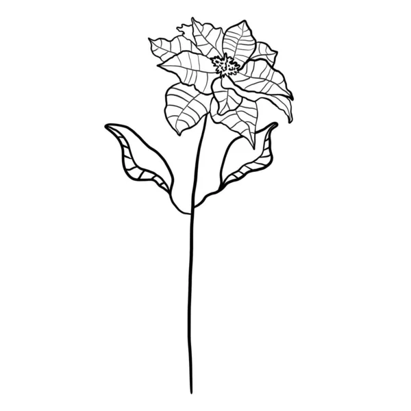 Brindille Botanique Florale Hiver — Image vectorielle