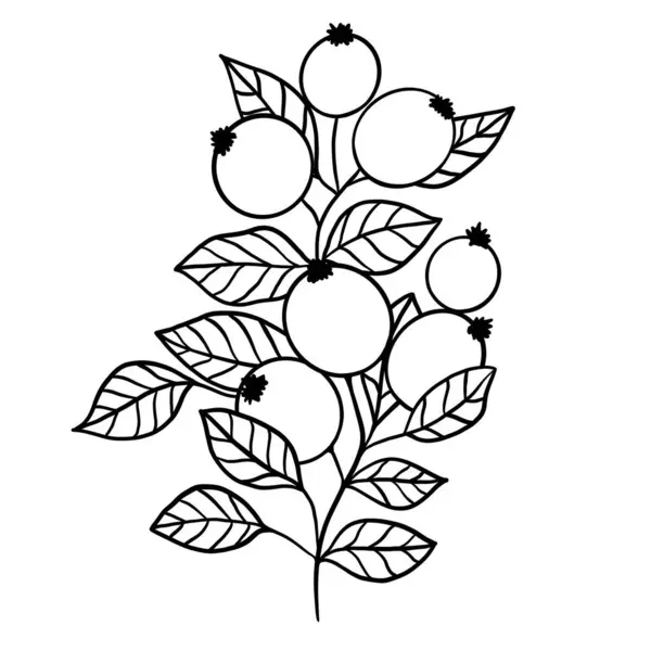 Зимняя Ботаническая Веточка — стоковый вектор
