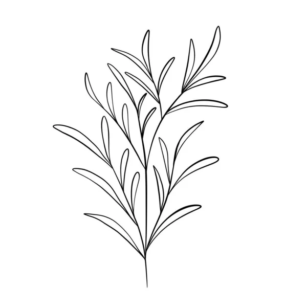 Wildflower Botanical Herb Vector Illustration — Stock Vector